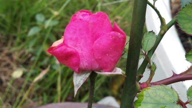 月季花的花语及象征意义(月季花的花语及象征意义是什么)